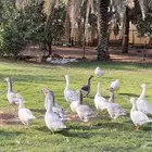 وز بلدي الخرج