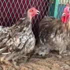 دجاج كوشن قزم فااخر