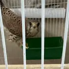 حموق للبيع