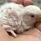 فروخ روز البينو