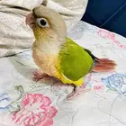 فرخ كنيور نهاية فطام