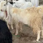 تيس طيب والقريع شرط