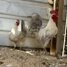 ديك ودجاجه فيومي المنيوم