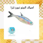 اسماك البينو نيون تترا