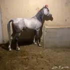 حصان. 3 سنين ونص معسوف سوم4 و للحد 5 الحصان يبيله خيال