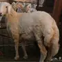 طلي جبر