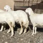 رخال صنف الصنف