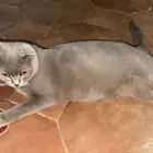 قطط للتبني