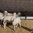 خلفات للبيع