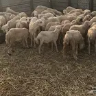 بهم تربيه