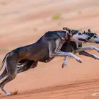ابحث عن سلوقي ممتاز للتبني