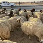 غنم نعيم نضيفه جايبها من مزرعتي في القصيم. وتاسيس مراح