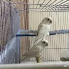 زوج روز البينو