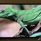 شاشه سمارت 50 بوصه 4k