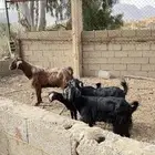 معزاء للبيع