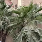 نخل واشنطني