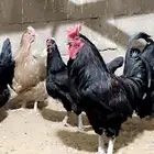 دجاج بياض وجروم