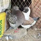 جوز كنق ومحكر حديد 4ادوار