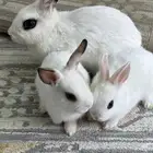 أرنب قزم( هوتوت)