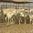 سلام عليكم ورحمة الله وبركاته