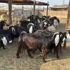 للبيع معزه عوراض 25 راس معها 2 فحول من750ريال