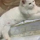 قطط لتبنى مجان ا