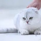 قط اسكوتش فولد