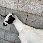 جفره بيشيه فاخره