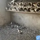 حمام مشكل