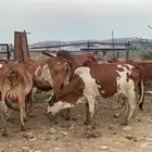 بقر مراح واحد للبيع