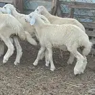 طليان اكبر من الوسط طرف وفل شحم(تم البيع)