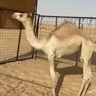 قعدان