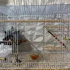 سنجاب شوقر قلايدر