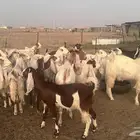 معزاء هولندية بنات بعض
