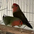 زوج روز منتج