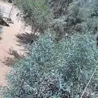 للبيع مقطوره دكه سحب العرض 3 والطول 4