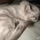 همالايا