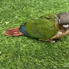 فروخ ببغاء كنيور لهواة التربية والعدد