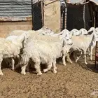 غنم حريات العداد 16 صنف