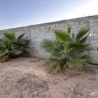 نخل جثايث مجدول واخلاص وبرحي وهشيشي