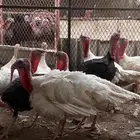 ديوك ودجاج رومي منتج