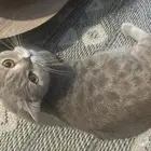 قطه انثى سكوتش ستريت