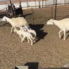 2 غنم حريات مواليد يتبعها 4