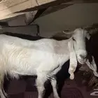 معزاء دفيع لها ثلاث شهور السن سديس سليمه من كل شي