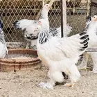 مشروع دجاج للبيع في بيشة