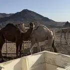 قعدان للبيع