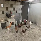 دجاج بلدي