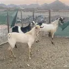 تيوس للبيع فحل