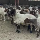 غنم نعيم مضاريع شرط