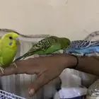 طيور الحب بادجي